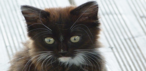 Knowing All About Cats With These Great Tips
