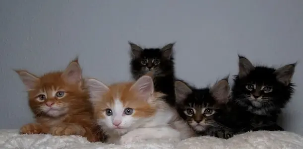Essential Tips And Tricks For Savvy Cat Owners