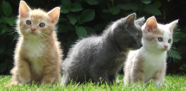 Got A Cat? You Should Probably Read This!